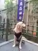 烏森神社の動物