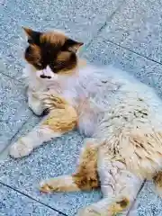 大杉神社の動物