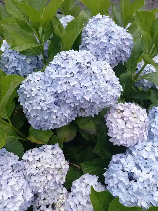 白山神社の自然