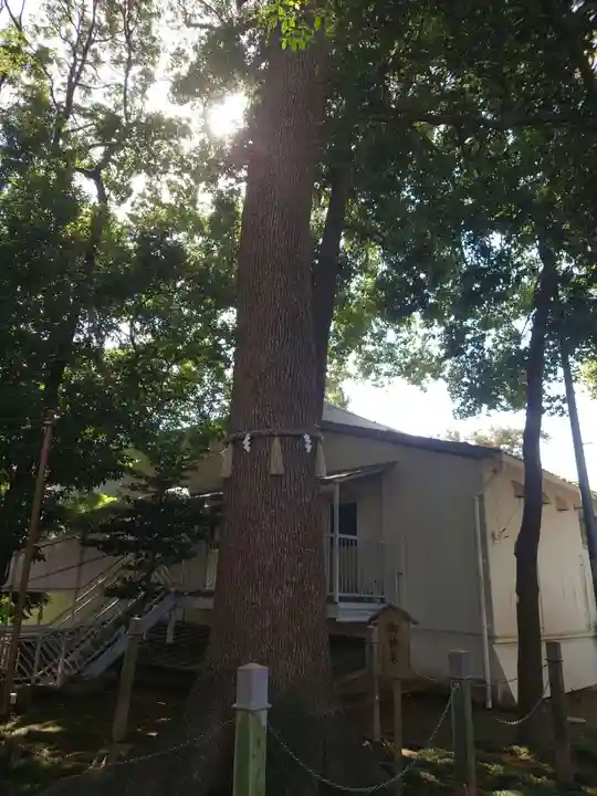 金ヶ作熊野神社の自然