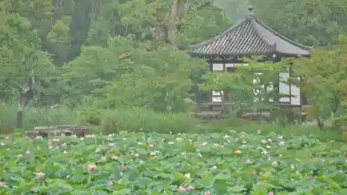 大覚寺の庭園