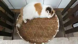 阿邪訶根神社の動物(2021年08月24日(火) 12時41分08秒投稿)