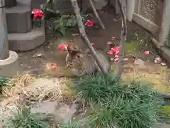 小野照崎神社(東京都)