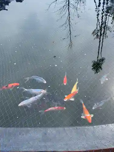 栗橋八坂神社の動物