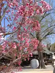 賀羅加波神社の自然