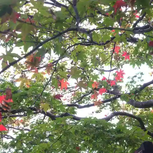 鹿島神宮の自然