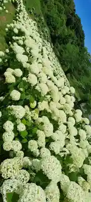 陽林寺の{uncategorized: "未分類", other: "その他", undefined: "問題あり", building: "その他建物", grave: "お墓", sacred_gate: "鳥居", guardian: "狛犬", statue: "像", buddha: "仏像", history: "歴史", nature: "自然", garden: "庭園", animal: "動物", pagoda: "塔", temizu: "手水舎", mountain_gate: "山門・神門", sanctuary: "本殿・本堂", subordinate: "末社・摂社", art: "芸術", scenery: "景色", jizo: "地蔵", ema: "絵馬", goshuin: "御朱印", omikuji: "おみくじ", items: "授与品その他", amulet: "お守り", goshuincho: "御朱印帳", eats: "食事", festival: "お祭り", votive_dance: "神楽", shichigosan: "七五三参", wedding: "結婚式", experience: "体験その他", initially: "初詣", around: "周辺", anti_infection: "感染症対策"}