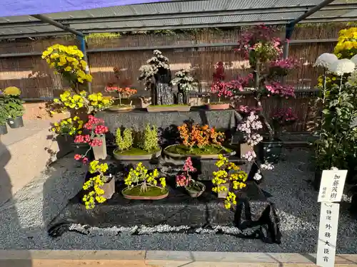 橿原神宮の自然