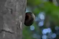 秩父御嶽神社の動物