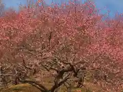 筑波山神社(茨城県)