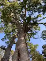八坂神社の庭園