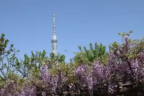 亀戸天神社(東京都)