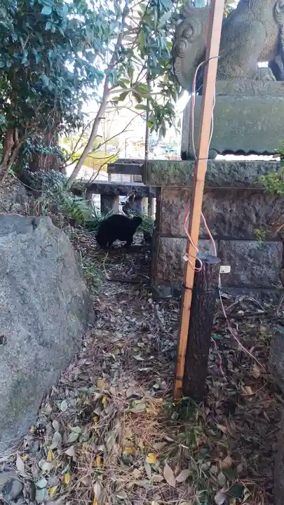 代々木八幡宮の動物