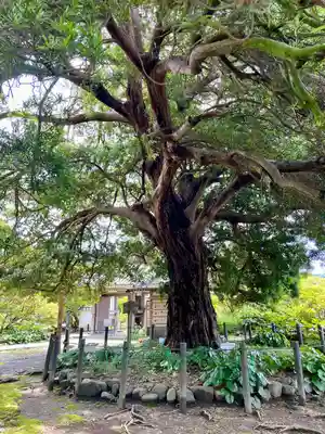 安養院　(田代寺）(神奈川県)