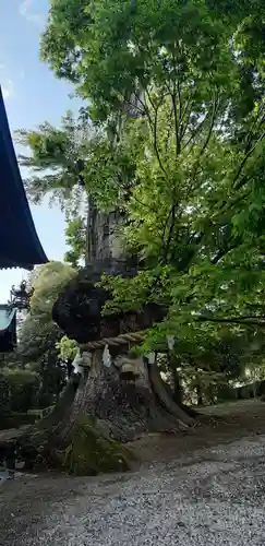 賀羅加波神社の自然