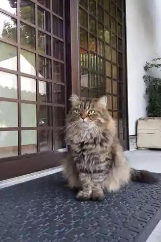 御誕生寺（猫寺）の動物