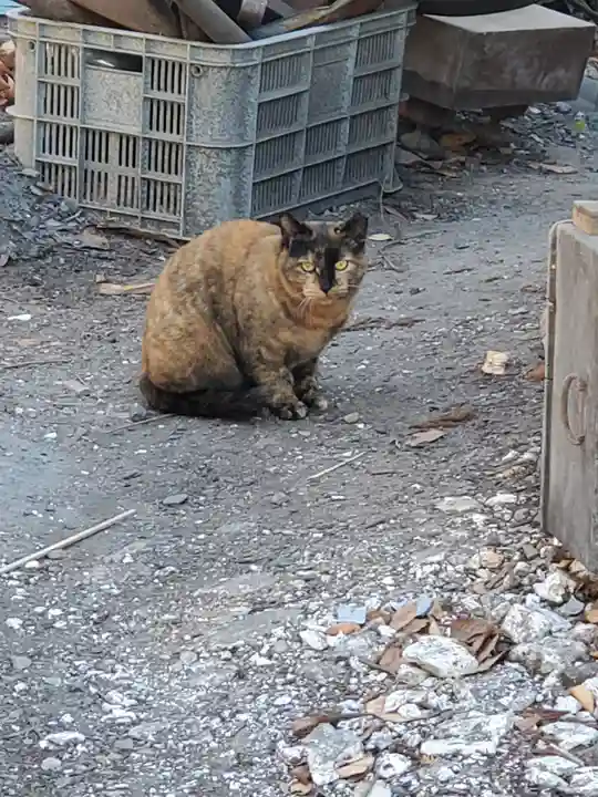 妙力神社の動物