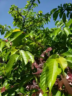 桜神宮(東京都)