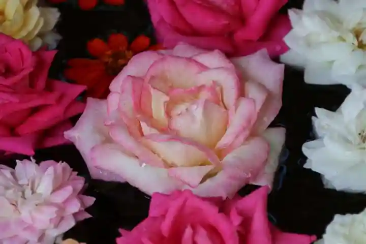 田村神社の手水舎