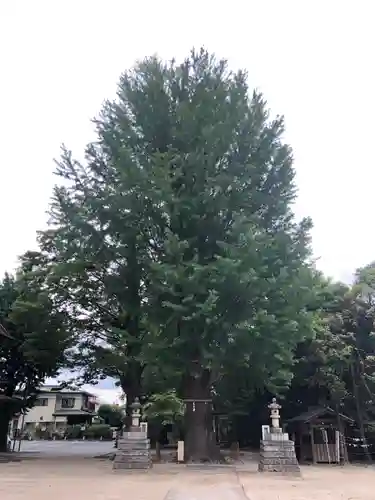 春日部八幡神社の自然