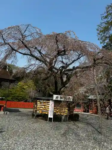 富士山本宮浅間大社の{uncategorized: "未分類", other: "その他", undefined: "問題あり", building: "その他建物", grave: "お墓", sacred_gate: "鳥居", guardian: "狛犬", statue: "像", buddha: "仏像", history: "歴史", nature: "自然", garden: "庭園", animal: "動物", pagoda: "塔", temizu: "手水舎", mountain_gate: "山門・神門", sanctuary: "本殿・本堂", subordinate: "末社・摂社", art: "芸術", scenery: "景色", jizo: "地蔵", ema: "絵馬", goshuin: "御朱印", omikuji: "おみくじ", items: "授与品その他", amulet: "お守り", goshuincho: "御朱印帳", eats: "食事", festival: "お祭り", votive_dance: "神楽", shichigosan: "七五三参", wedding: "結婚式", experience: "体験その他", initially: "初詣", around: "周辺", anti_infection: "感染症対策"}