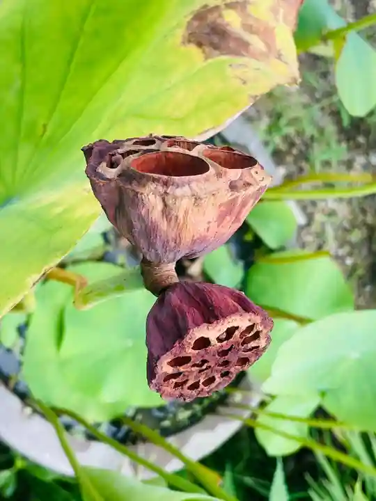 法金剛院(京都府)