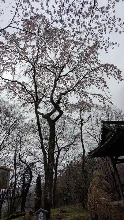 勝持寺(花の寺)(京都府)