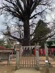 鬼子母神堂　(法明寺）(東京都)