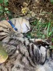 唐澤山神社の動物