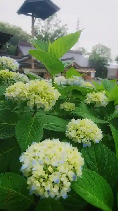 尾張大國霊神社(国府宮)の自然