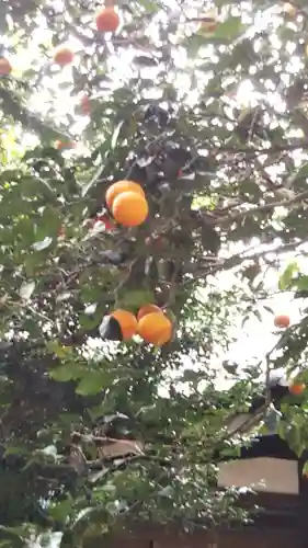 畑子安神社の自然
