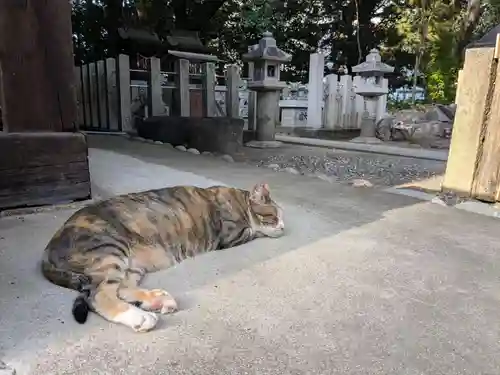 八幡社（柏井町）の動物