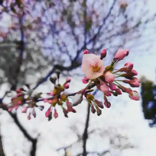 壽徳寺 じゅとくじの自然