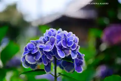 本郷氷川神社(東京都)