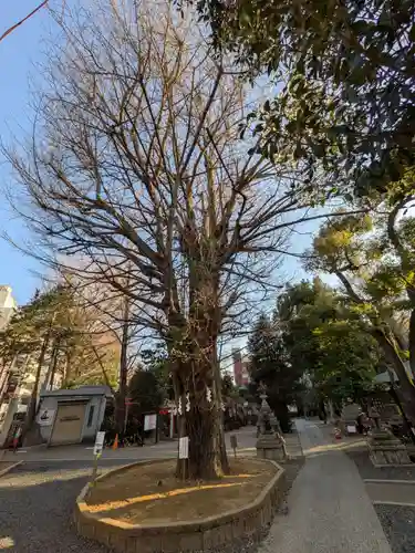 鳩森八幡神社の自然