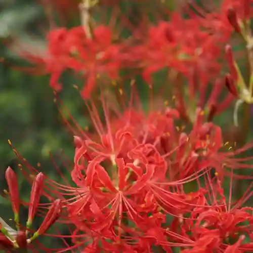 天王山 安楽寺(福井県)