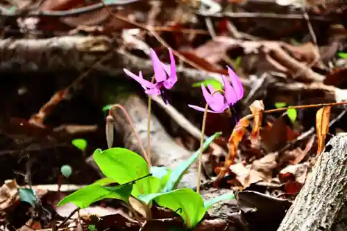 鹿島大神宮の自然