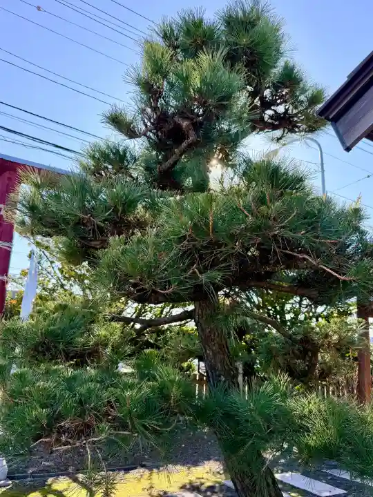 七重浜海津見神社の{uncategorized: "未分類", other: "その他", undefined: "問題あり", building: "その他建物", grave: "お墓", sacred_gate: "鳥居", guardian: "狛犬", statue: "像", buddha: "仏像", history: "歴史", nature: "自然", garden: "庭園", animal: "動物", pagoda: "塔", temizu: "手水舎", mountain_gate: "山門・神門", sanctuary: "本殿・本堂", subordinate: "末社・摂社", art: "芸術", scenery: "景色", jizo: "地蔵", ema: "絵馬", goshuin: "御朱印", omikuji: "おみくじ", items: "授与品その他", amulet: "お守り", goshuincho: "御朱印帳", eats: "食事", festival: "お祭り", votive_dance: "神楽", shichigosan: "七五三参", wedding: "結婚式", experience: "体験その他", initially: "初詣", around: "周辺", anti_infection: "感染症対策"}