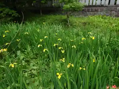 赤城神社(三夜沢町)の自然