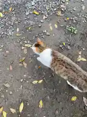 間々田八幡宮の動物