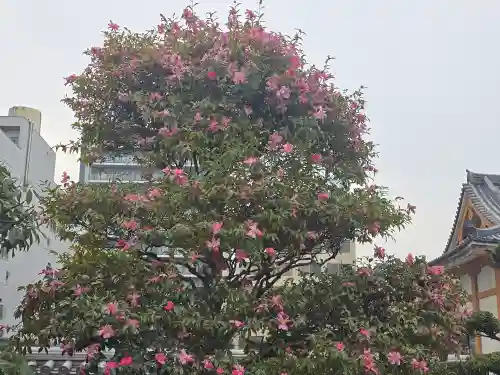 祥雲寺(大阪府)