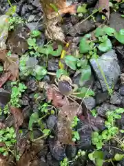 銭洗弁財天宇賀福神社の動物