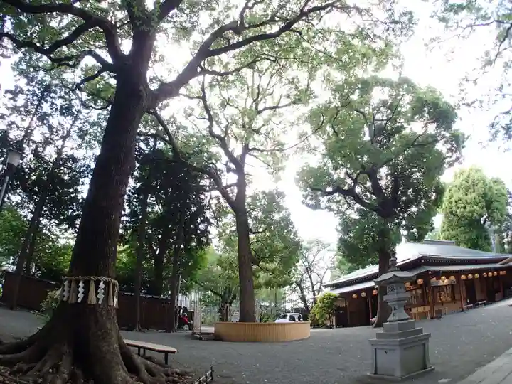 星川杉山神社の自然