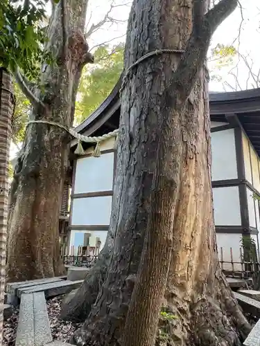 川越氷川神社(埼玉県)