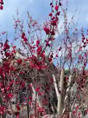 篠崎八幡神社の自然