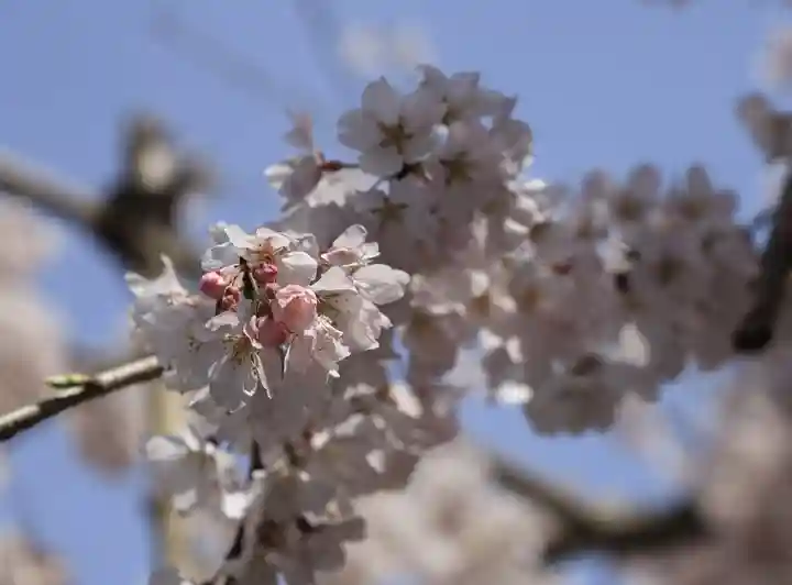 水無瀬神宮(大阪府)