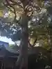 荏柄天神社の自然