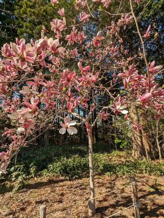 北海道神宮の自然