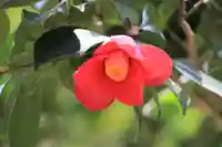 日枝神社の自然