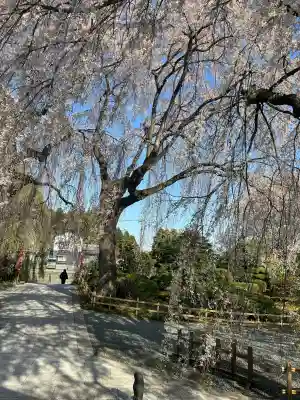 身照寺の{uncategorized: "未分類", other: "その他", undefined: "問題あり", building: "その他建物", grave: "お墓", sacred_gate: "鳥居", guardian: "狛犬", statue: "像", buddha: "仏像", history: "歴史", nature: "自然", garden: "庭園", animal: "動物", pagoda: "塔", temizu: "手水舎", mountain_gate: "山門・神門", sanctuary: "本殿・本堂", subordinate: "末社・摂社", art: "芸術", scenery: "景色", jizo: "地蔵", ema: "絵馬", goshuin: "御朱印", omikuji: "おみくじ", items: "授与品その他", amulet: "お守り", goshuincho: "御朱印帳", eats: "食事", festival: "お祭り", votive_dance: "神楽", shichigosan: "七五三参", wedding: "結婚式", experience: "体験その他", initially: "初詣", around: "周辺", anti_infection: "感染症対策"}